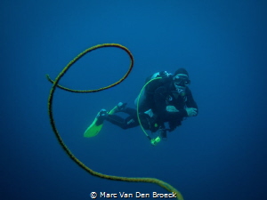 whip coraldiver by Marc Van Den Broeck 